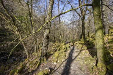 Clywedog nehri boyunca, Dolgellau, Galler yakınlarındaki Torrent Yürüyüşü 'nün bir parçası olan orman tepe örtüsünün altındaki Rocky patikası.