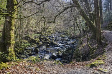 Clywedog nehrinin suyu, Galler, Dolgellau yakınlarındaki ormanlık bir tepenin altında Torrent Yürüyüşü 'ndeki kayalık bir vadide çağlayarak akıyor.