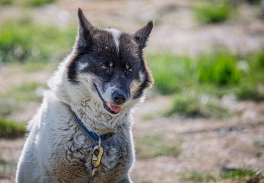 17 Temmuz 2022 'de Grönland, Ilulissat' ta bir Eskimo kızak köpeğinin kapanışı.