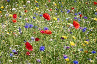 İngiliz kırsalındaki yabani çayırlarda yabani çiçeklerin renkli karışımı