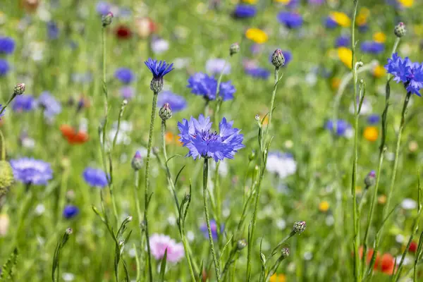 İngiliz kırsalındaki yabani çayırlarda yabani çiçeklerin renkli karışımı