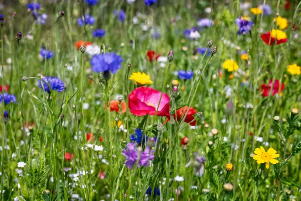 İngiliz kırsalındaki yabani çayırlarda yabani çiçeklerin renkli karışımı
