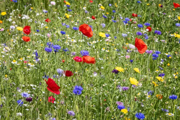 İngiliz kırsalındaki yabani çayırlarda yabani çiçeklerin renkli karışımı