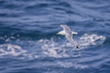 Haziran 2025 'te Kuzey Atlantik' te alçaktan uçan bir Kittiwake 'in kapanışı