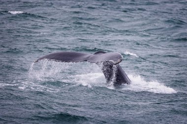 Haziran 2025 'te İzlanda' nın Akureyki sahiline dalan bir kambur balinanın kuyruk kayalıklarına yakın durun.