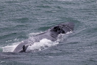 Haziran 2025 'te İzlanda, Akureyki açıklarında hava deliği oluğu ve yüzgeçleriyle yüzeyde bir kambur balinaya yaklaşın.