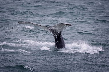 Haziran 2025 'te İzlanda' nın Akureyki sahiline dalan bir kambur balinanın kuyruk kayalıklarına yakın durun.
