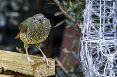 Avustralya, Sydney 'de parlayan mor gözlü bir Avustralya Kedi Kuşu' na yaklaş..