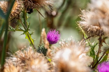 Ağustos 2025 'te İngiltere' nin Dorset şehrinde bir mızrağın başındaki mor çiçek başlığını kapatın.