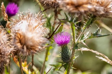 Ağustos 2025 'te İngiltere' nin Dorset şehrinde bir mızrağın başındaki mor çiçek başlığını kapatın.