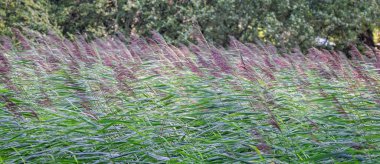 Ağustos 2025 'te Wareham, Dorset, İngiltere' de rüzgârda savrulan minik çimenlere yakın.