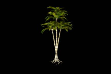 Coconut Palm black background 3d rendering