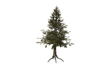 hemlock tree white background 3d rendering