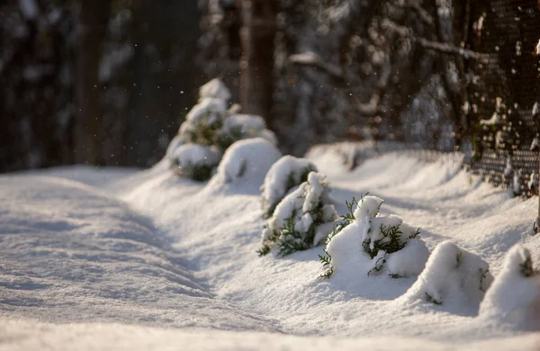 Güneşli Bir Kış Gününde Kar Altında Küçük Thuja Ağaçları — Stok fotoğraf