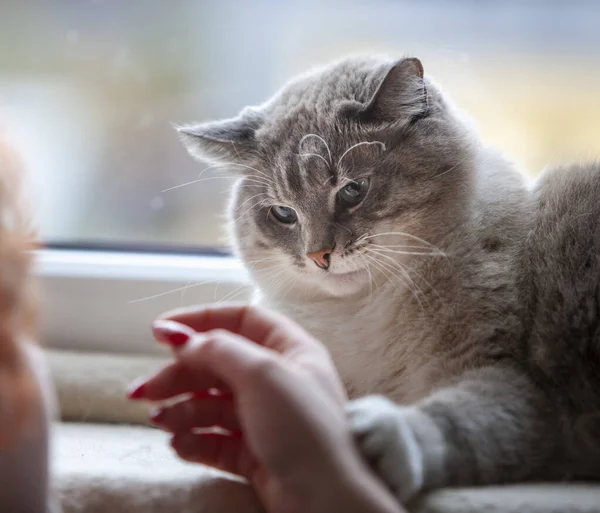 A large beautiful blue-eyed cat touches a female hand with its paw. Taming, interaction, love of a person and a pet