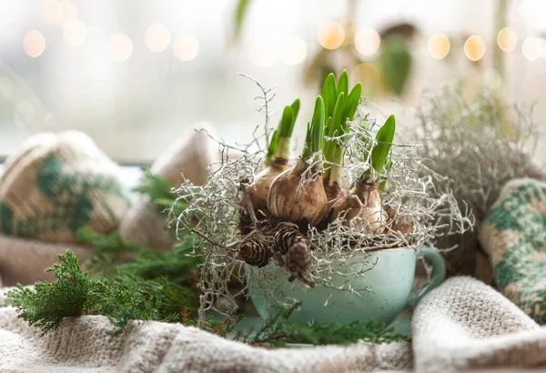Green Spring Daffodil Sprouts Cup Preparing Flowering Vintage Style Composition —  Fotos de Stock
