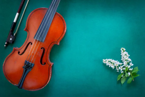 Close Branch Blossoming Bird Cherry Old Violin Green Background — Stock Photo, Image