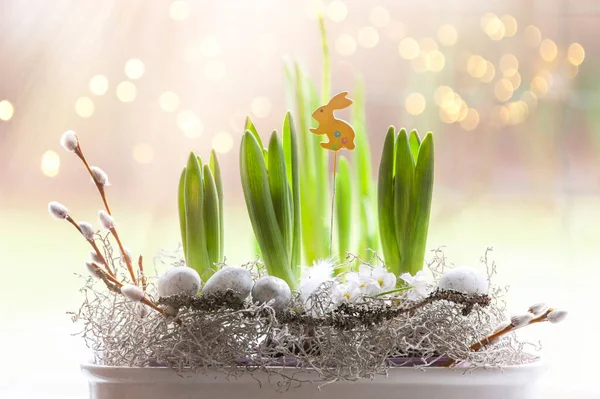 Green Spring Hyacinth Sprouts Preparing Flowering Vintage Style Composition Easter — Photo