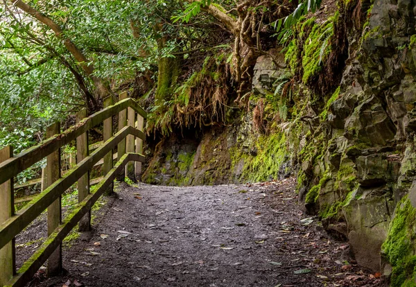 Hiking Nature Trail Clare Glens Forest Park — Stock Photo, Image