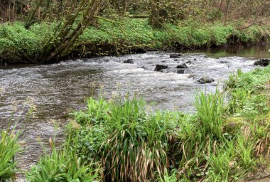 Fırtınalı bahar nehri Cusher Clare Glens Ormanı 'nda Yağmurlu bir günde