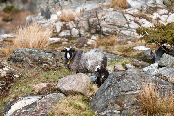 Sheep Lambs Graze Rocks Stony Coast Kristiansand Norway — Stock Photo, Image