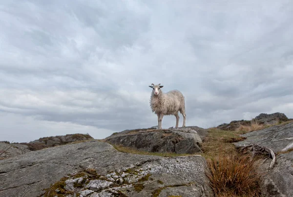 White Sheep Rocks Stony Coast Kristiansand Norway — Stock Photo, Image