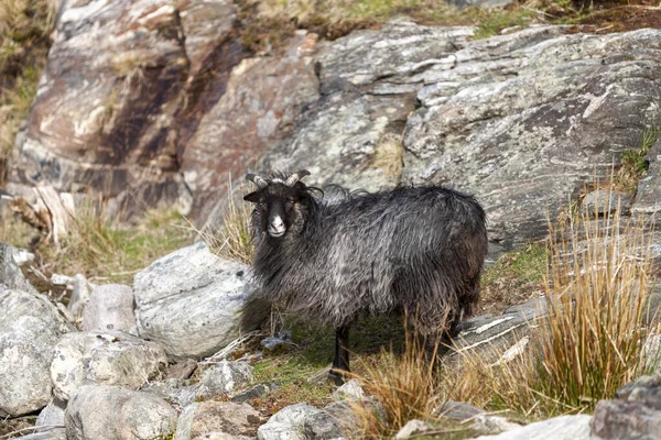Norveç Kristiansand Kayalıklardaki Koyunlar — Stok fotoğraf