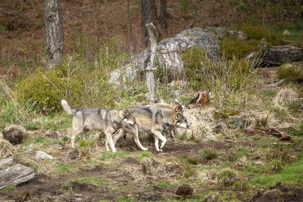 Wild Timber Vagy Szürke Farkasok Canis Lupus Falkája Erdőben — Stock Fotó