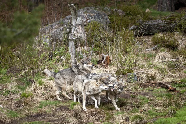 Pack Wild Timber Grey Wolves Canis Lupus Forest — Stock Photo, Image