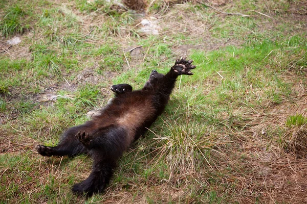 Wolverine Gulo Gulo Lying His Back Playing Spring Forest Norway — Stock Photo, Image