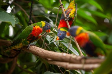 Avustralya Gökkuşağı lorisi Trichoglossus moluccanus Parlak çok renkli papağan