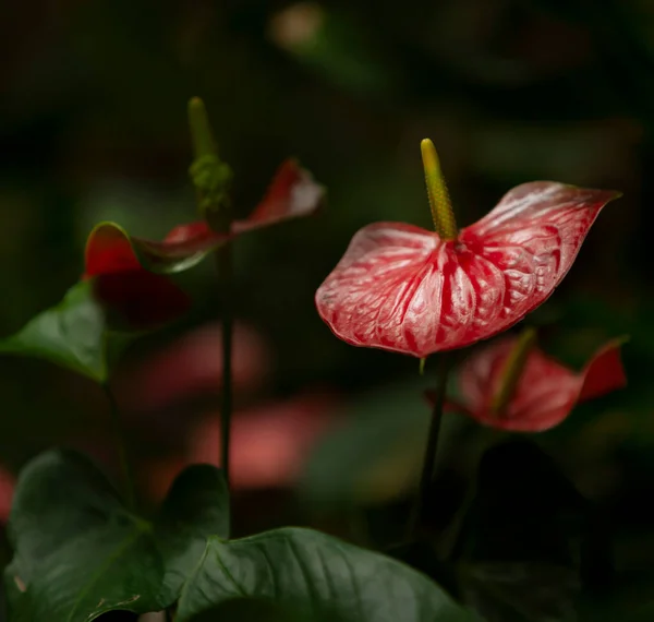 Planta Con Flores Anthurium Andraeanu — Foto de Stock