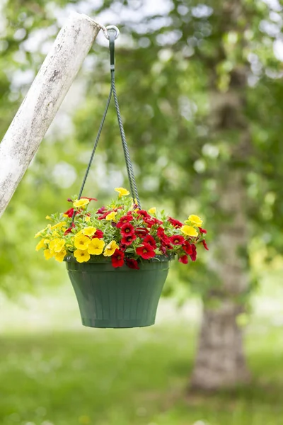 Hanging Pot Yellow Red Ampelous Climbing Summer Petunia Flowers Outdoors stockbilde