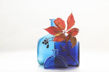 Mavi bir vazoda vahşi bakire üzümlerinin son sonbahar yaprakları olan bir dal. Durgun hayat.