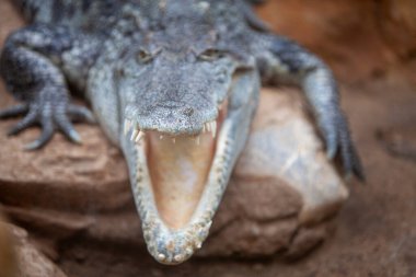 Crocodile Crocodylus moreletii in zoo, Barcelona, Catalonia, Spain clipart