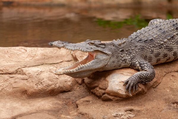 Crocodile Crocodylus Moreletii Zoo Barcelona Catalonia Spain Stock Picture