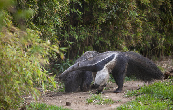 Giant Three Toed Anteater Myrmecophaga Tridactyla Stock Image