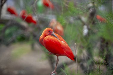 Kırmızı aynak, kızıl aynak Eudocimus ruber bacağının üzerinde duruyor.
