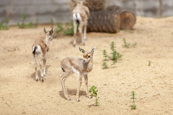 Gazelle Calf Fawn Standing Sand Stock Picture