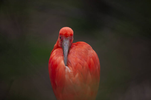 Red Ibis Scarlet Ibis Eudocimus Ruber Stock Picture