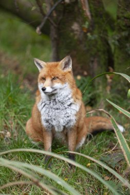 Güzel yetişkin kızıl tilki Vulpes sonbahar ormanında, doğal yaşam ortamında, Vahşi İrlanda 'da
