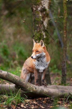 Güzel yetişkin kızıl tilki Vulpes sonbahar ormanında, doğal yaşam ortamında, Vahşi İrlanda 'da