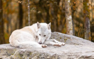   Yetişkin Beyaz Kuzey Kutbu Kurt Lupusu sonbahar ormanlarında doğal yaşam ortamı, Vahşi İrlanda