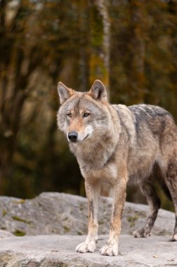 Yetişkin Gri Kurt Lupus sonbahar ormanlarında doğal yaşam ortamı, Vahşi İrlanda