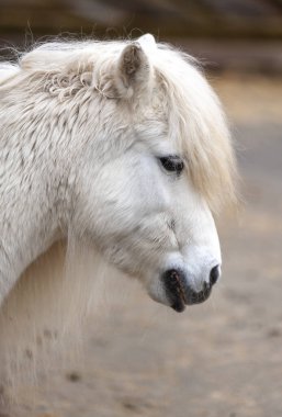 Şirin Beyaz Midillinin Yakın Çekim Profil Portresi.