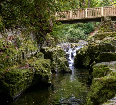 Doğal bir parktaki kayalık bir yatakta hızlı bir nehir akıntısı. Sonbahar başları.
