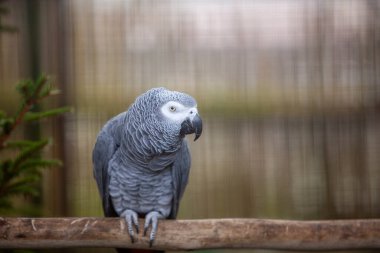 Close up Portrait of beautiful african grey parrot Jaco Psittacus Erithacus clipart