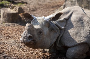 Güneşli bir günde kumların üzerinde uzanan büyük boynuzlu bir gergedan gergedanına yakından bakın.