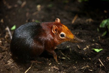 Siyah ve paslı fil faresi, Rhynchocyon petersi hayvanat bahçesinde
