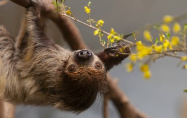 Linnaeus iki parmaklı tembel hayvan (Choloepus didactylus) zo taze çiçek ve dallar yer.